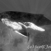 whale_humpback_sb_h_0813_dom0820_bw.jpg
